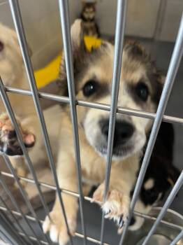 Hardy -  Shepherd and Husky Dog for Adoption in Kingman, Arizona - Hardy | PetCurious