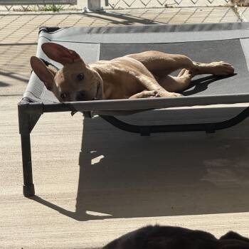 Rescue French Bulldog and American Bully Dogs for Adoption in Leona Valley, California - Maizy | PetCurious
