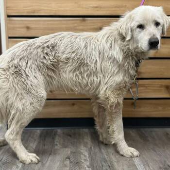 Great Pyrenees Dogs Available for Adoption in Wadena, Minnesota - Stuart | PetCurious