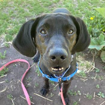 Edwin - adoption pending! -  Mixed Breed Dog for Adoption in Oshkosh, Wisconsin - Edwin - Adoption Pending! | PetCurious