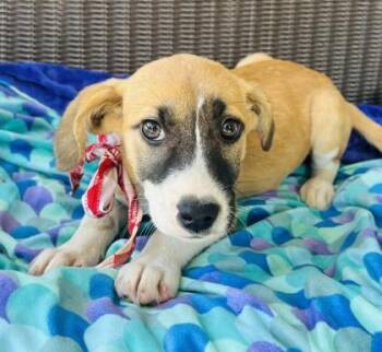 Amethyst $125 Foster -  Pit Bull Terrier and Mixed Breed Dog for Adoption in Seneca, South Carolina - Amethyst $125 Foster | PetCurious