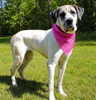 Elsie -  Great Pyrenees and Great Dane Dog for Adoption in Cheboygan, Michigan - Elsie | PetCurious
