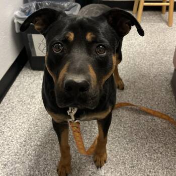Rottweiler Dogs Available for Adoption in Taos, New Mexico - Jagger | PetCurious