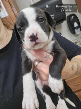 Pit Bull Terrier and Mixed Breed Dogs Available for Adoption - Holiday Cactus (Tiny 10 2026)  FEMALE | PetCurious