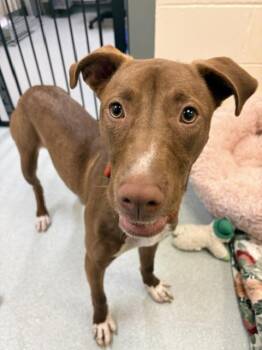 NYLA -  Labrador Retriever and Mixed Breed Dog for Adoption in Boston, Massachusetts - NYLA | PetCurious
