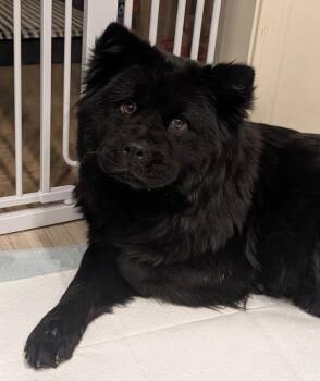 Abbey -  Chow Chow Dog for Adoption in Sacramento, California - Abbey | PetCurious