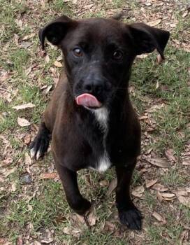 Flop(HW+) -  Dachshund and Labrador Retriever Dog for Adoption in Conway, South Carolina - Flop(HW+) | PetCurious
