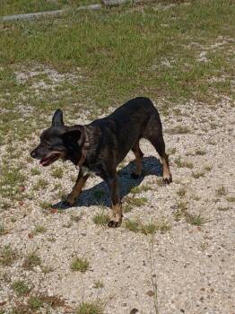 Megara -  Australian Cattle Dog Blue Heeler and Mixed Breed Dog for Adoption in Rockport, Texas - Megara | PetCurious
