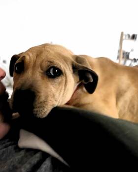 Black Mouth Cur Dogs Available for Adoption in Oklahoma City, Oklahoma - Aiko | PetCurious