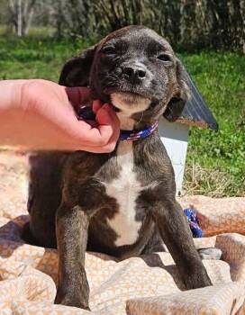 Boston Terrier and Chihuahua Dogs Available for Adoption - Benedict CalliGrace | PetCurious