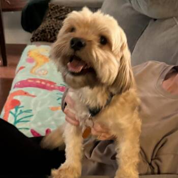 *Courtesy Listing - Doug -  Cocker Spaniel Dog for Adoption in Tuscaloosa, Alabama - *Courtesy Listing - Doug | PetCurious