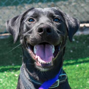 Gunner -  Black Labrador Retriever Dog for Adoption in Evansville, Indiana - Gunner | PetCurious