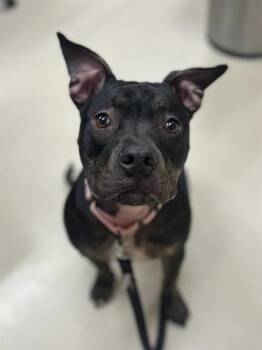 GRETA -  Pit Bull Terrier and Mixed Breed Dog for Adoption in Aliquippa, Pennsylvania - GRETA | PetCurious