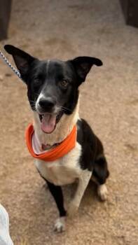 Rescue Border Collie Dogs for Adoption in Huntington, New York - Remus | PetCurious