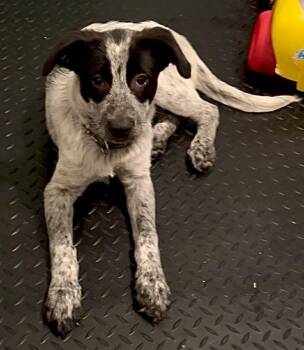 Australian Cattle Dog Blue Heeler Dogs Available for Adoption in Walker, Louisiana - Zulu | PetCurious