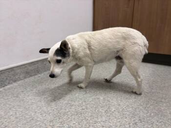 MAY BELL -  Parson Russell Terrier Dog for Adoption in Loveland, Colorado - MAY BELL | PetCurious