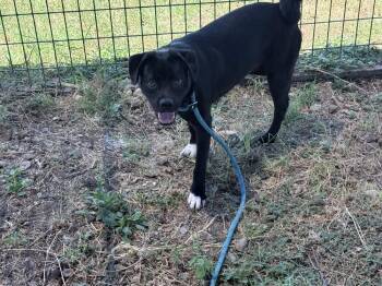 Rusty -  Pug and Terrier Dog for Adoption - Rusty | PetCurious