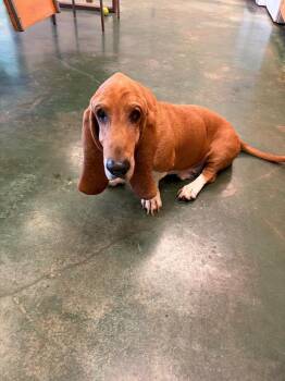 Huck -  Basset Hound Dog for Adoption in Big Spring, Texas - Huck | PetCurious