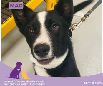 Rescue Border Collie Dogs for Adoption in Eighty Four, Pennsylvania - Mac | PetCurious