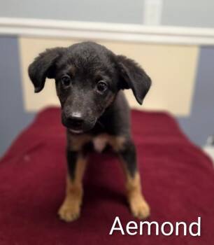 Aemond -  Yorkshire Terrier Dog for Adoption in Lacona, New York - Aemond | PetCurious