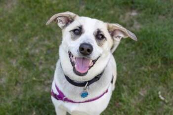 Trudy -  Cattle Dog and Mixed Breed Dog for Adoption in Golden Valley, Minnesota - Trudy | PetCurious