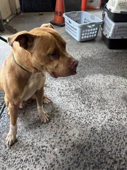 Hank -  Pit Bull Terrier and Mixed Breed Dog for Adoption in Honolulu, Hawaii - Hank | PetCurious
