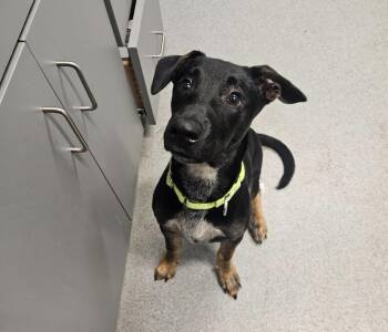Jet -  Shepherd Dog for Adoption in Bloomington, Indiana - Jet | PetCurious