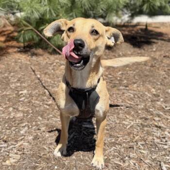 Mixed Breed and German Shepherd Dog Dogs Available for Adoption in East Hampton, New York - Daisy | PetCurious