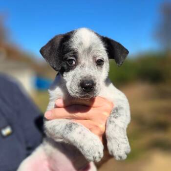 CT Spotted Bat avail Oct 31 -  Australian Cattle Dog Blue Heeler and Labrador Retriever Dog for Adoption in Stormville, New York - CT Spotted Bat Avail Oct 31 | PetCurious