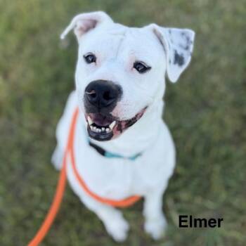 Elmer -  American Staffordshire Terrier Dog for Adoption in Grand Rapids, Michigan - Elmer | PetCurious
