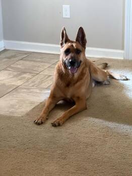 Mo -  German Shepherd Dog Dog for Adoption in Thibodaux, Louisiana - Mo | PetCurious