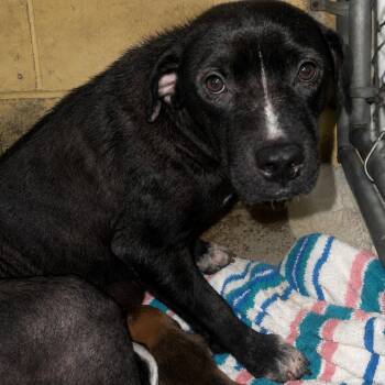 Fern -  Mixed Breed Dog for Adoption in Valley, Alabama - Fern | PetCurious