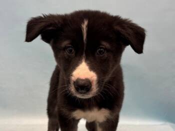 Rescue German Shepherd Dog and Mixed Breed Dogs for Adoption in Golden Valley, Minnesota - Griddle | PetCurious
