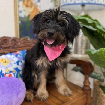 Yorkshire Terrier Dogs Available for Adoption - Birdee Belle Gentle Heart | PetCurious