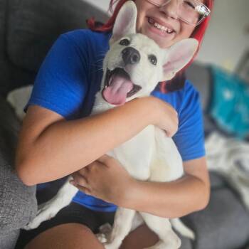 Rikki -  Labrador Retriever Dog for Adoption in Tomah, Wisconsin - Rikki | PetCurious