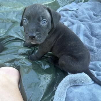 Darth -  Black Labrador Retriever and Mixed Breed Dog for Adoption in Hohenwald, Tennessee - Darth | PetCurious