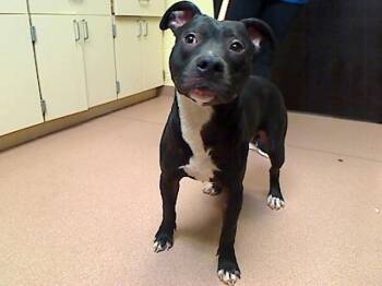 DEBO -  Pit Bull Terrier and Mixed Breed Dog for Adoption in Cookeville, Tennessee - DEBO | PetCurious