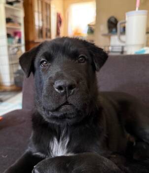 Cantata -  Australian Cattle Dog Blue Heeler and Border Collie Dog for Adoption in Fort Lupton, Colorado - Cantata | PetCurious