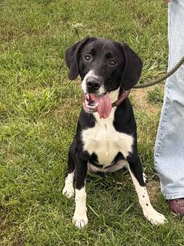 Halo -  Pit Bull Terrier and Labrador Retriever Dog for Adoption in Winchester, Virginia - Halo | PetCurious
