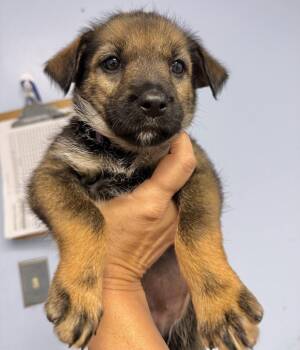 Nora -  Terrier and Hound Dog for Adoption in Gilberts, Illinois - Nora | PetCurious