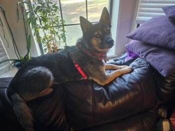 Rescue Australian Cattle Dog Blue Heeler Dogs for Adoption in Little Rock, Arkansas - Annie | PetCurious