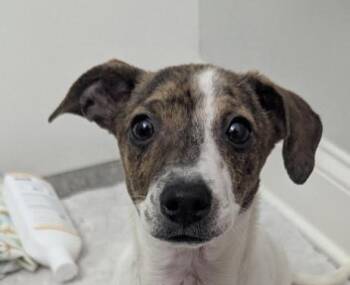 Chihuahua and Dachshund Dogs Available for Adoption - Paloma | PetCurious