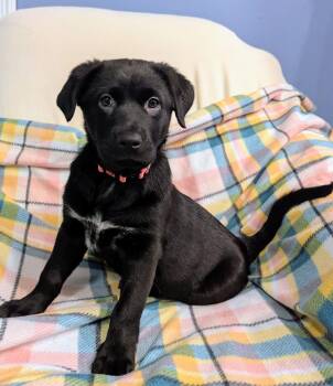 Shepherd Dogs Available for Adoption in Walker, Louisiana - Miley | PetCurious