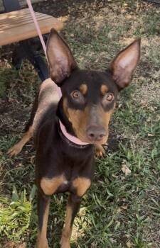 Bindi -  Australian Kelpie Dog for Adoption in Woodland, California - Bindi | PetCurious