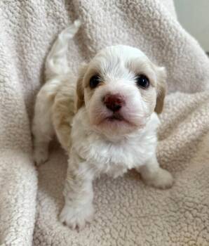 Chihuahua and Dachshund Dogs Available for Adoption in Los Angeles, California - Theodore | PetCurious