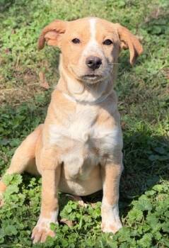 Rescue Terrier and Australian Cattle Dog Blue Heeler Dogs for Adoption in Malvern, Pennsylvania - Ginger | PetCurious