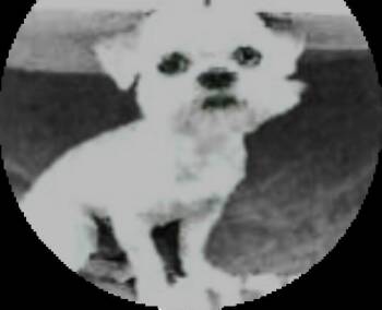 Shih Tzu and Mixed Breed Dogs Available for Adoption - Tibet (A123131) | PetCurious