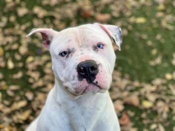 DAMIEN -  American Bulldog and Mixed Breed Dog for Adoption in Charlotte, North Carolina - DAMIEN | PetCurious