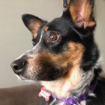 Cattle Dog and Spaniel Dogs Available for Adoption - May | PetCurious