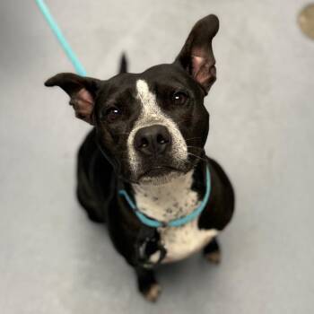 Lainey -  Mixed Breed Dog for Adoption in Sarasota, Florida - Lainey | PetCurious